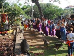 Tumpek Uye di Uluwatu Semarak, 100 Anak Tampilkan Tari Pendet Massal