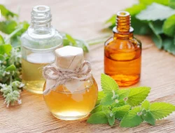 Minyak Angin, Obat Sejuta Umat: Dari Masuk Angin hingga Mabuk Perjalanan