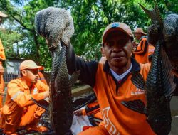 Dikritik MUI Pramono Janji Perbaiki Pemusnahan Ikan Sapu-sapu Dikubur Hidup hidup